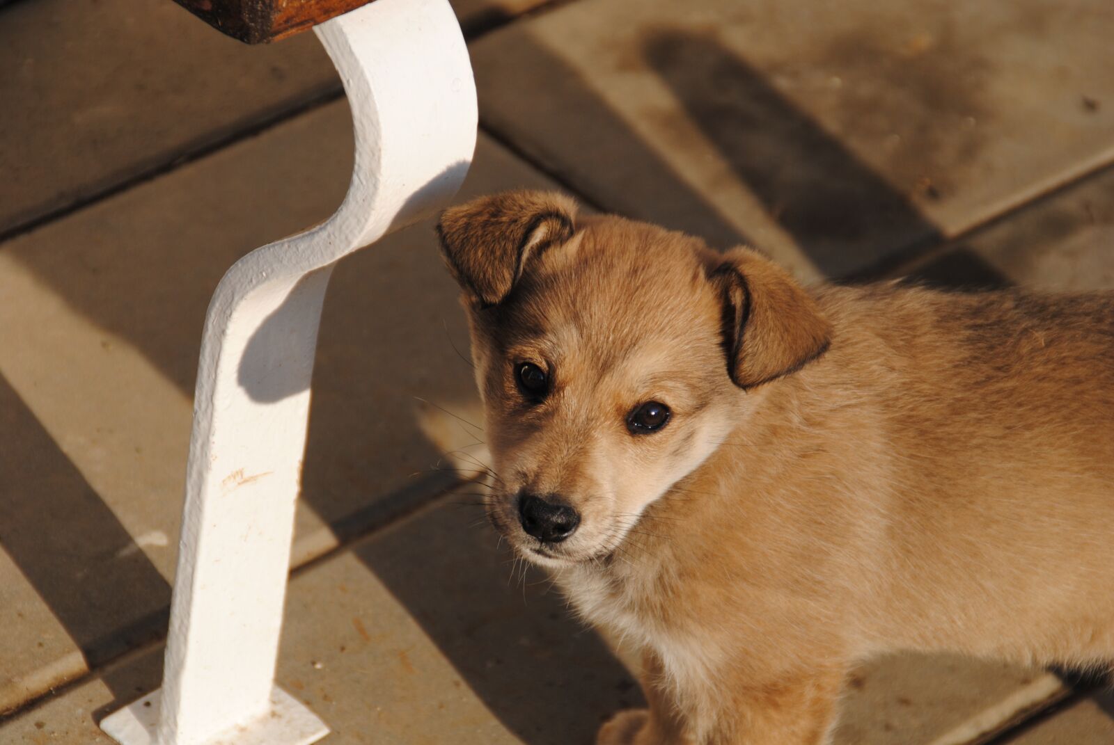 Nikon D3000 sample photo. Dog, puppy, labka photography