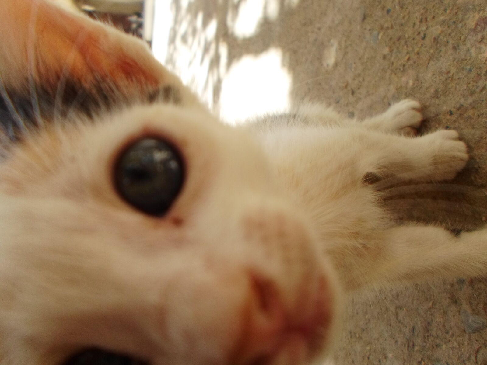 Samsung ES95 sample photo. Close, up, portrait, of photography