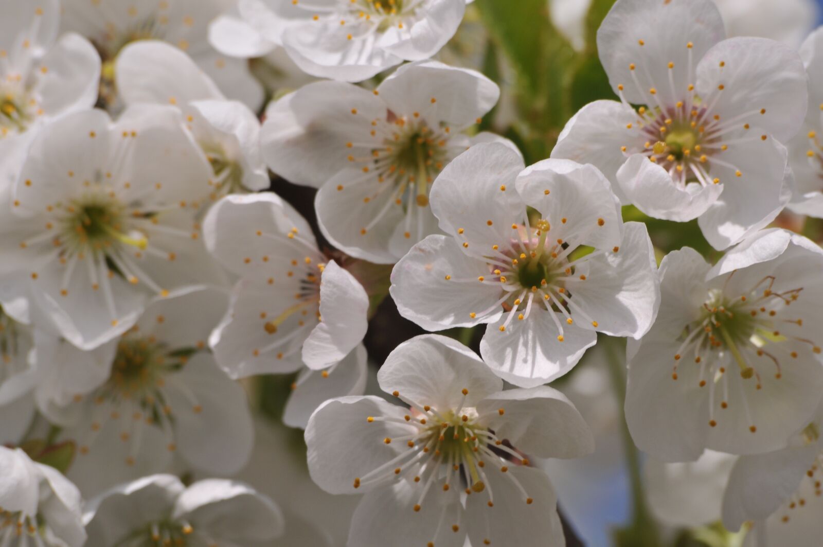 Nikon D300 sample photo. Cherry, april, easter photography