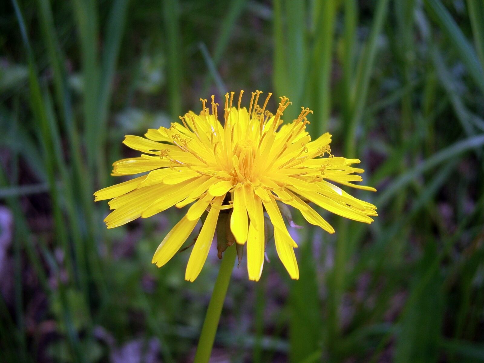 Olympus VG120,D705 sample photo. Dandelion, nature, flower photography
