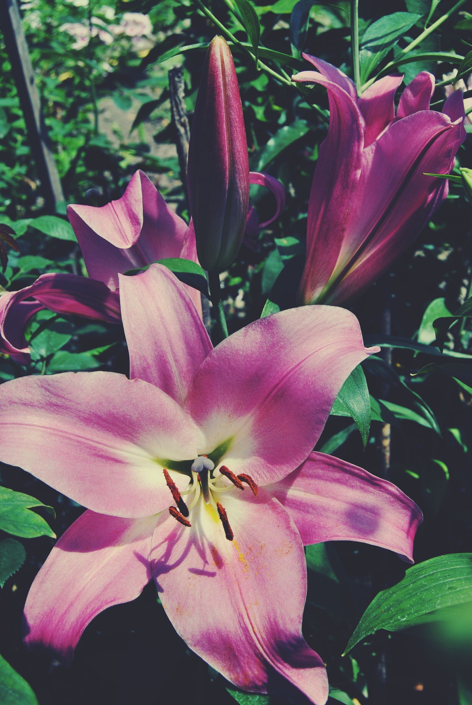 Nikon D3000 sample photo. Flower, beautiful, plant photography