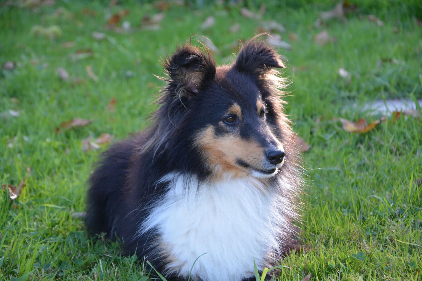 Nikon D5200 sample photo. Dog, dog shetland sheepdog photography