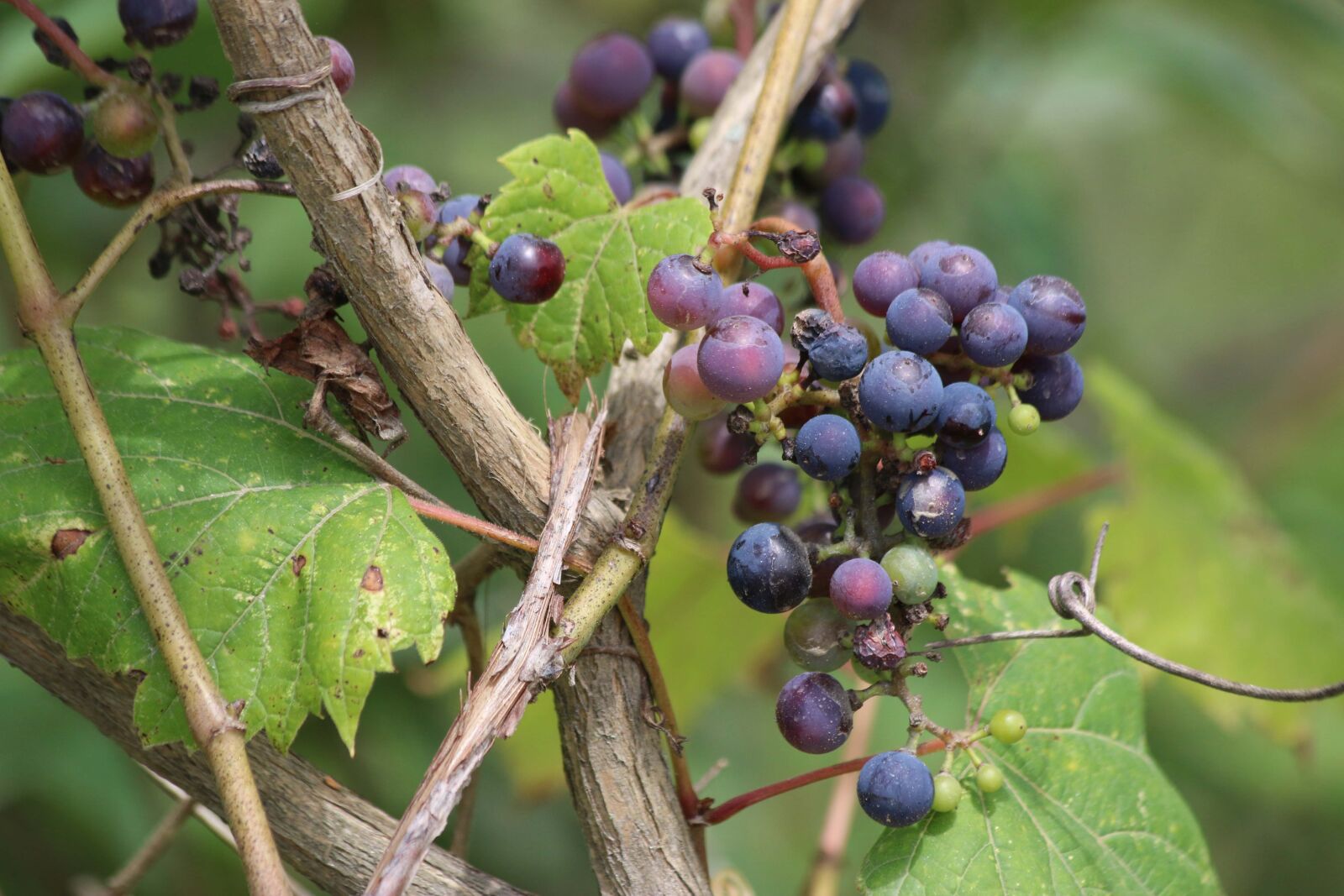 Canon EF 70-300mm F4-5.6 IS USM sample photo. Fruit, nature, food photography