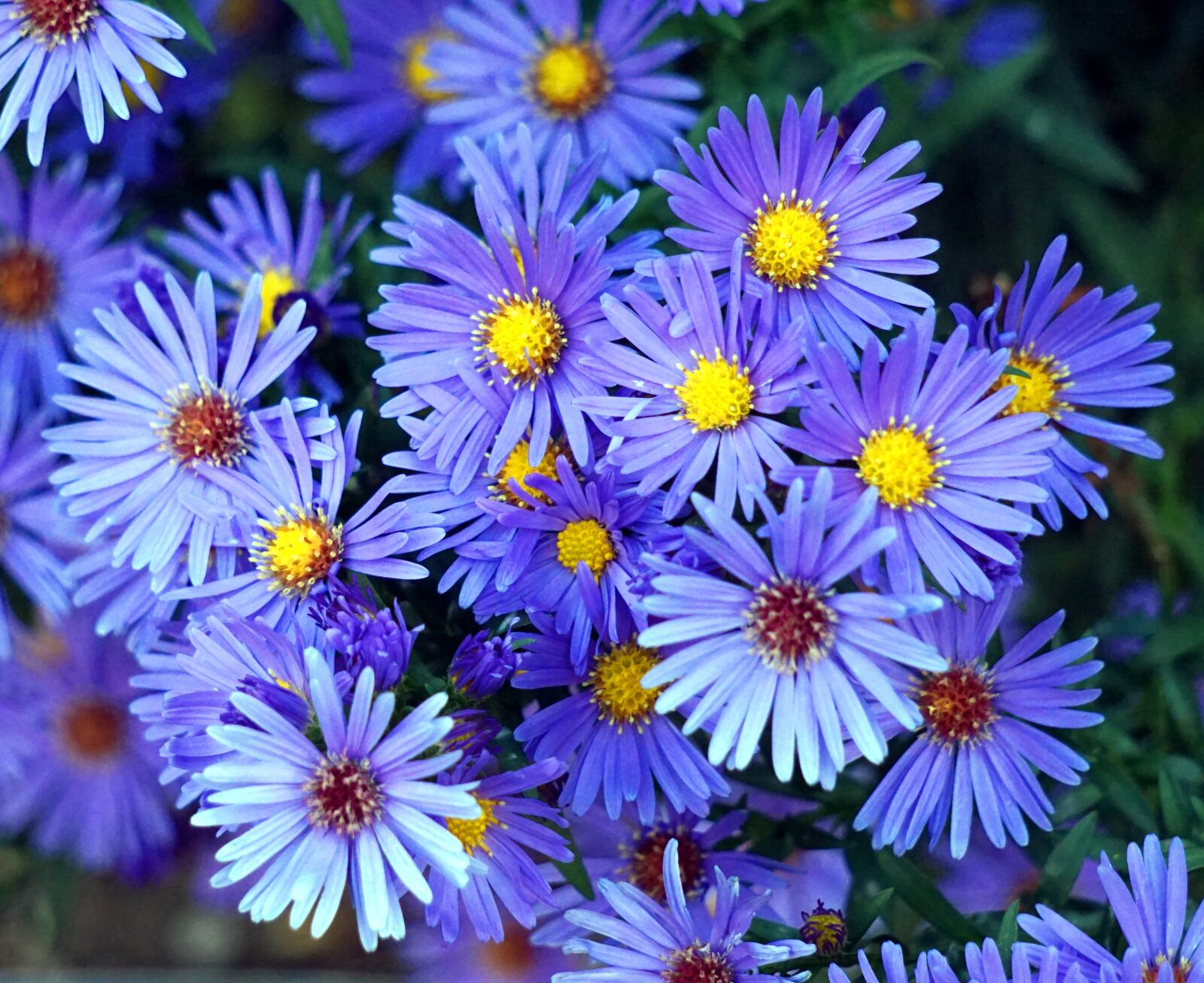 Sony Alpha a5000 (ILCE 5000) + Sony E 55-210mm F4.5-6.3 OSS sample photo. Flower, autumn, blue photography
