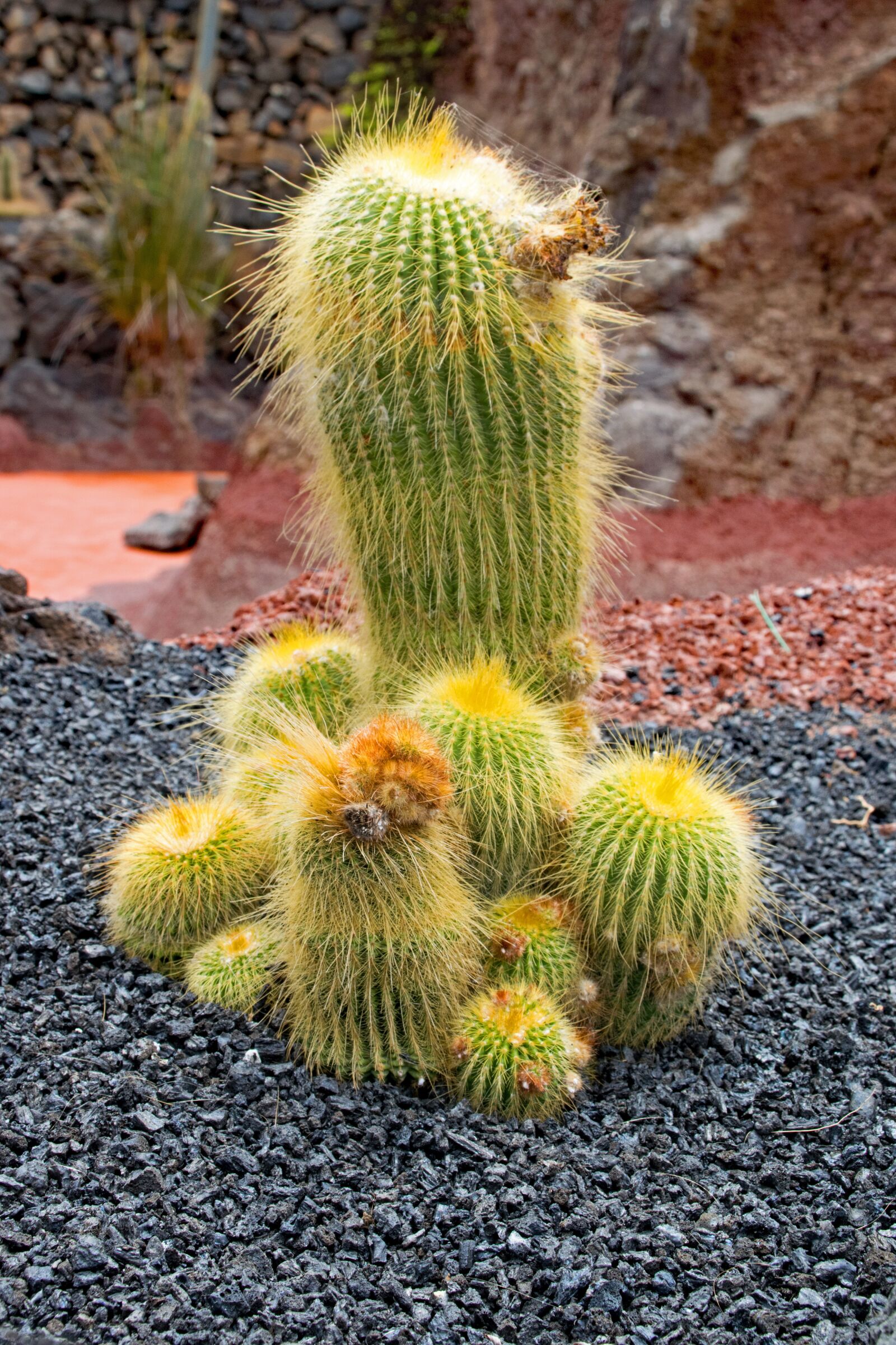 Nikon D5300 sample photo. Jardin de cactus, cactus photography