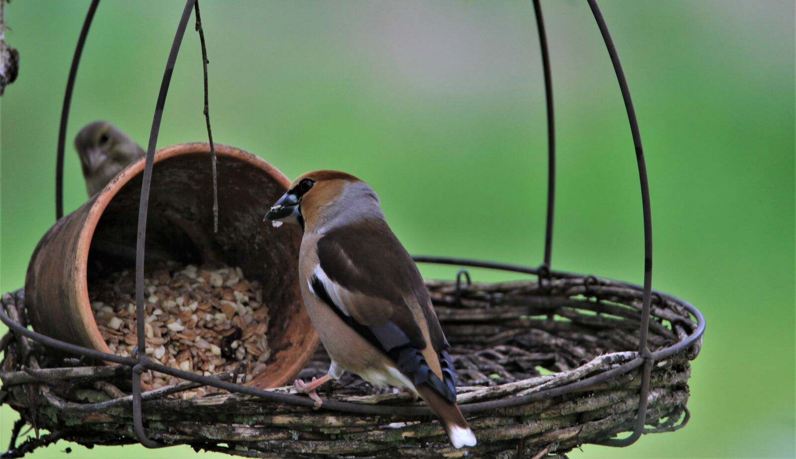Tamron SP 150-600mm F5-6.3 Di VC USD sample photo. Grosbeak, core beisser, bird photography