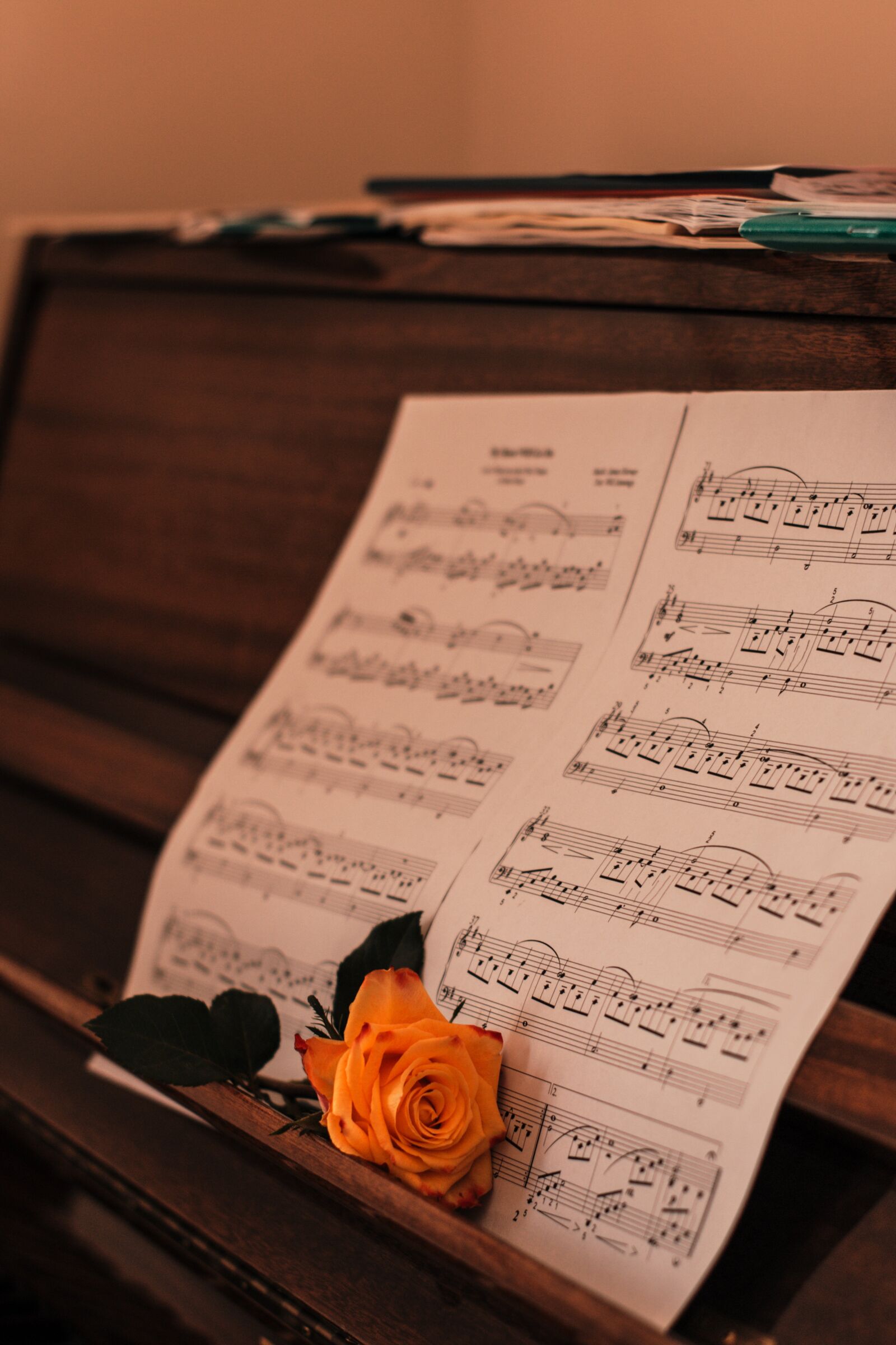 Canon EOS 70D sample photo. Background image, rose, flower photography