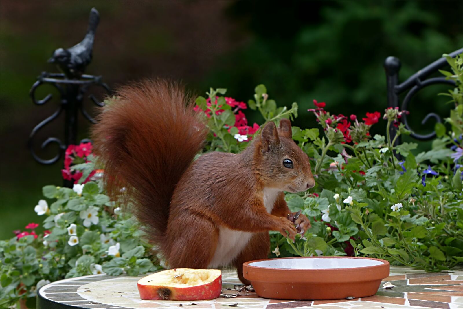 Panasonic Lumix DMC-FZ200 sample photo. Animal, mammal, squirrel photography