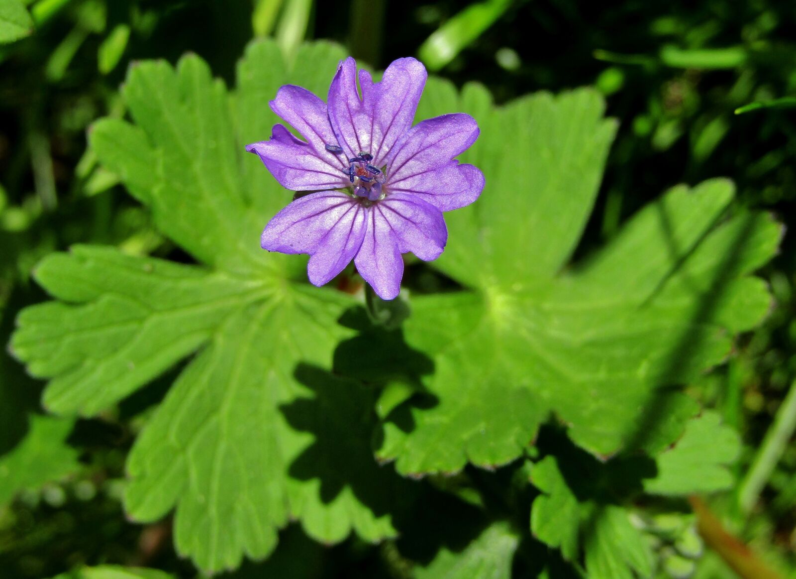 Canon POWERSHOT SX432 IS sample photo. Wild mallow, purple flower photography