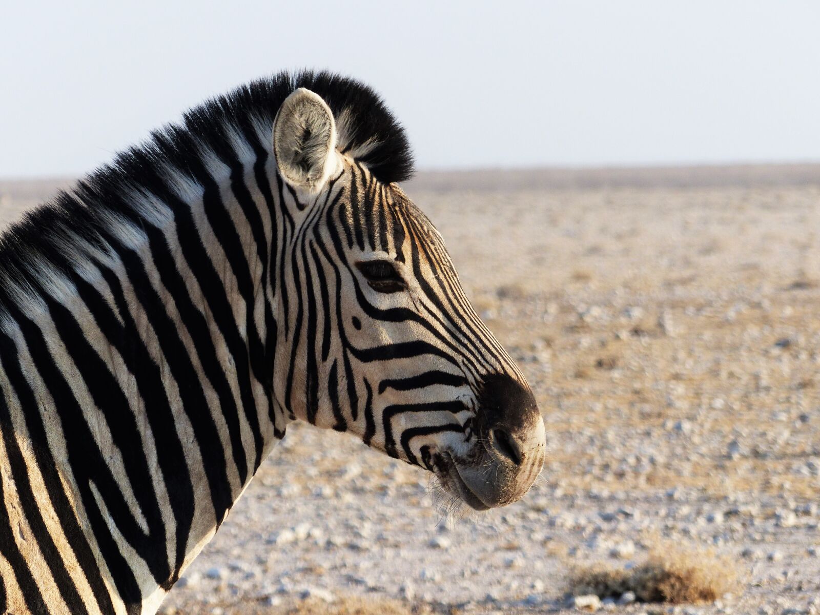 Panasonic Lumix DMC-FZ200 sample photo. Zebra, crosswalk, africa photography