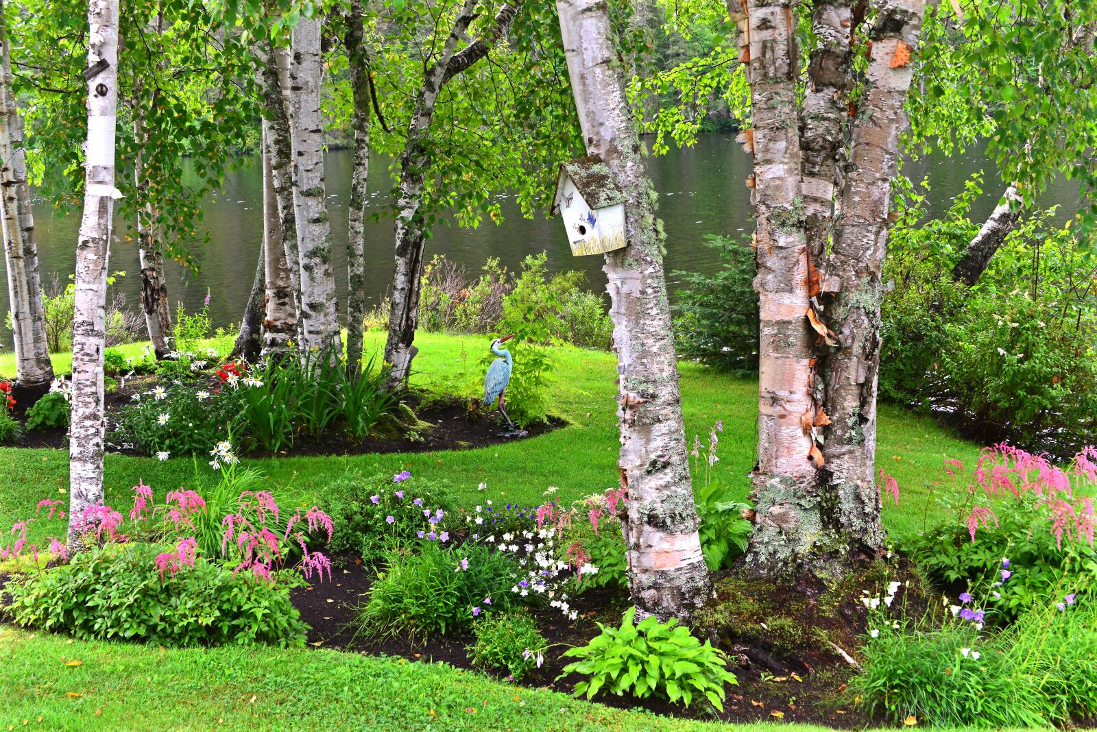 Nikon D610 sample photo. Landscape, nature, birch photography