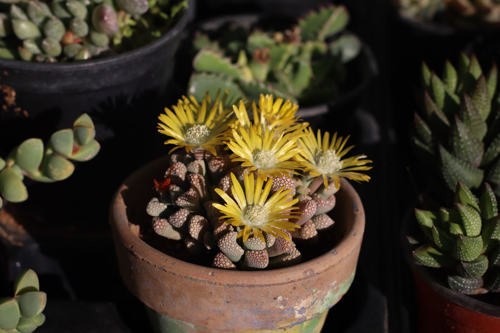 Canon EOS M50 (EOS Kiss M) sample photo. Flowers, titanopsis, yellow flowers photography