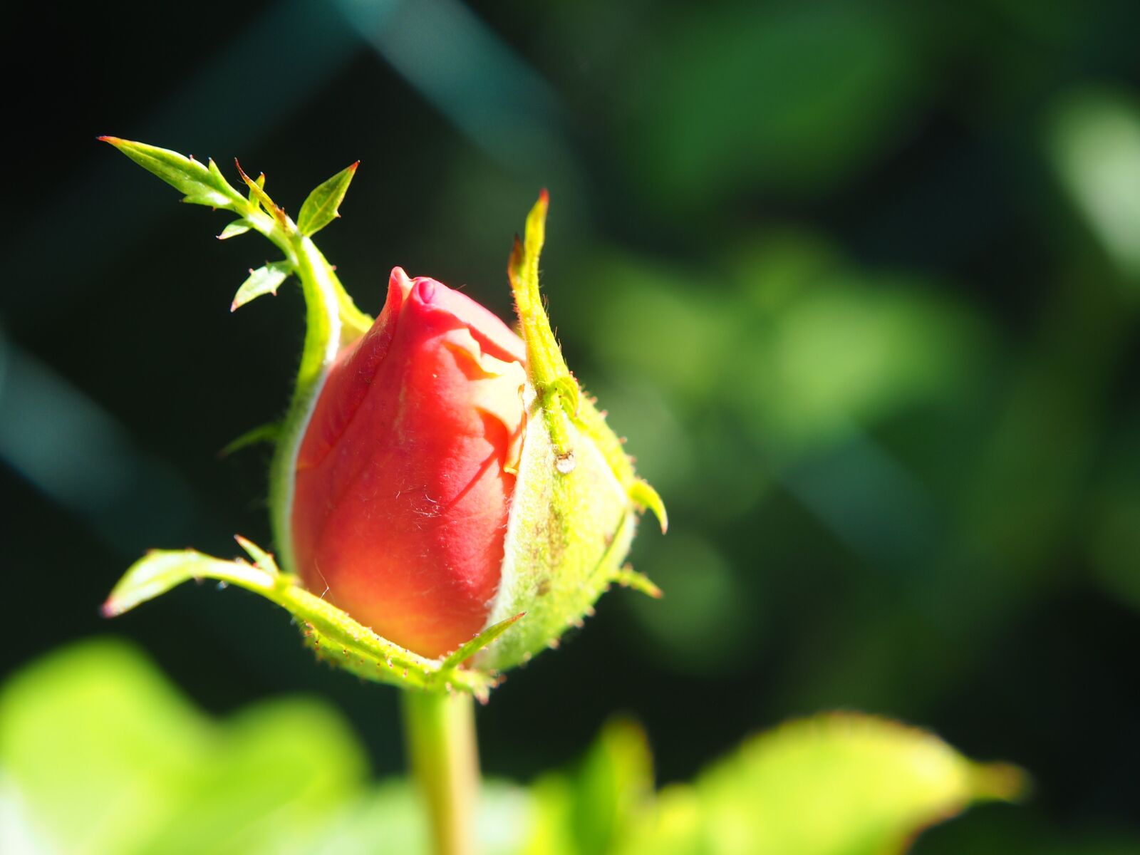 Olympus OM-D E-M10 sample photo. Rose, bud, blossom photography