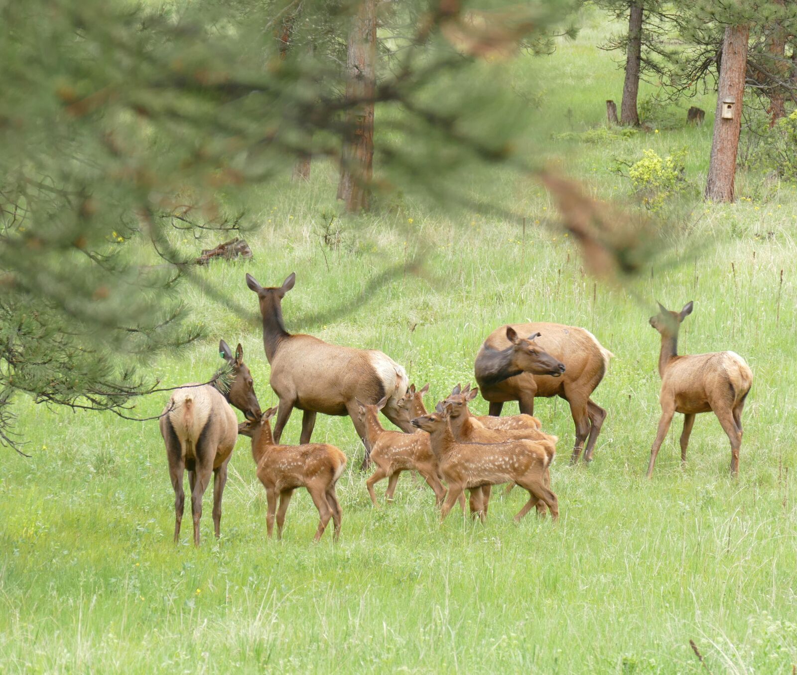 Panasonic Lumix DMC-FZ1000 sample photo. Elk babysitters, elk babies photography