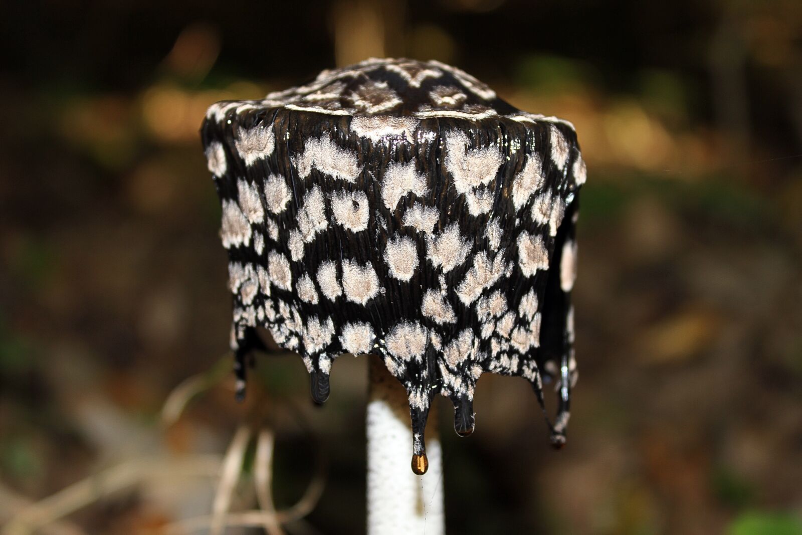 Canon EOS 7D + Canon EF-S 18-55mm F3.5-5.6 IS II sample photo. Mushroom, nature, woodpecker ink photography