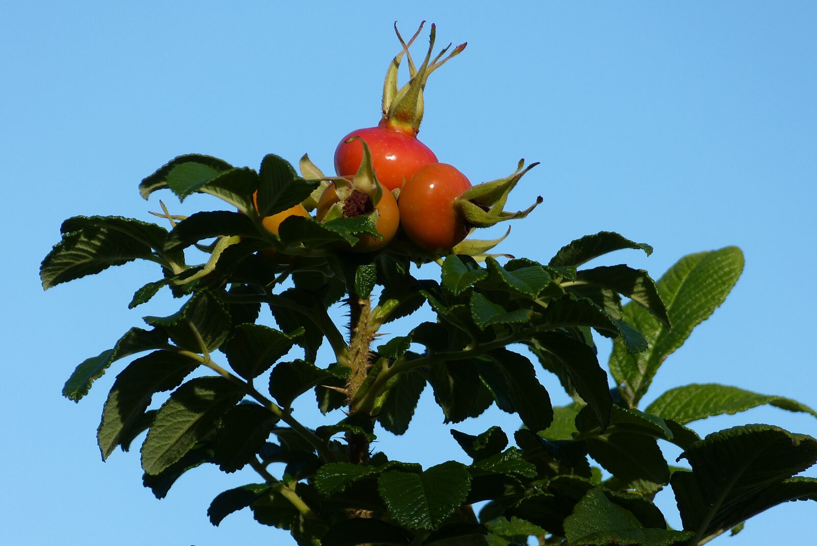 Panasonic Lumix DMC-FZ150 sample photo. Rose hip, nature, leaves photography