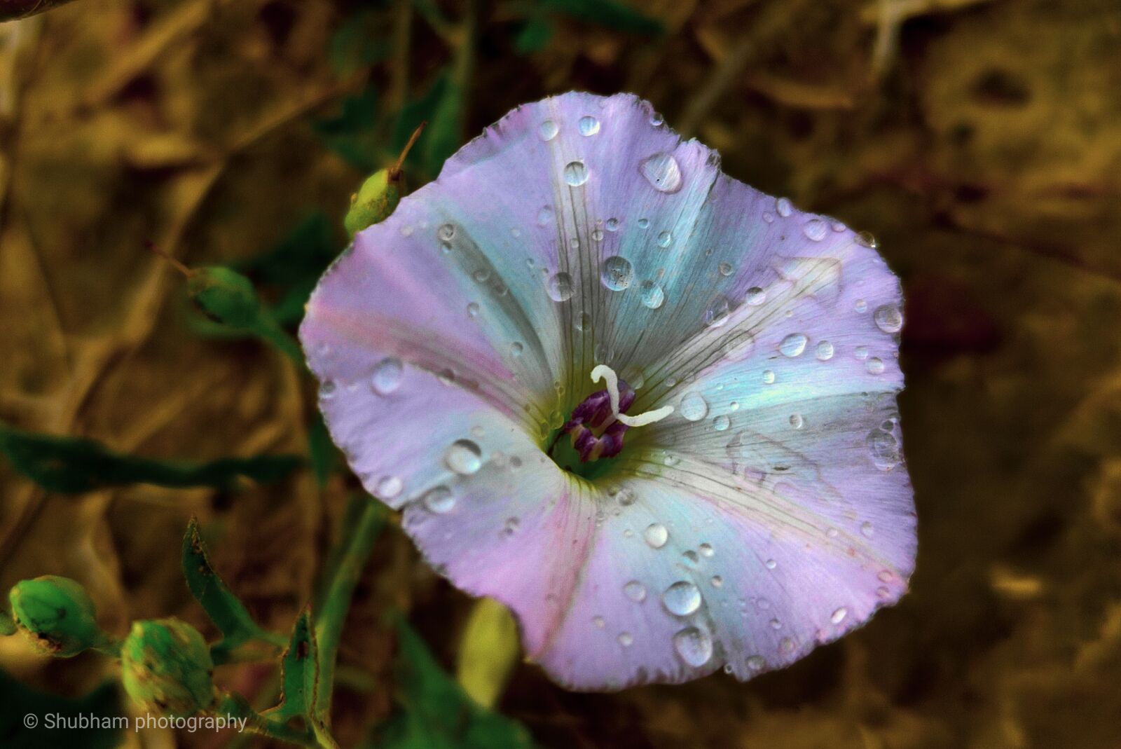 Realme 3 PRO sample photo. Photography, images, flowers photography