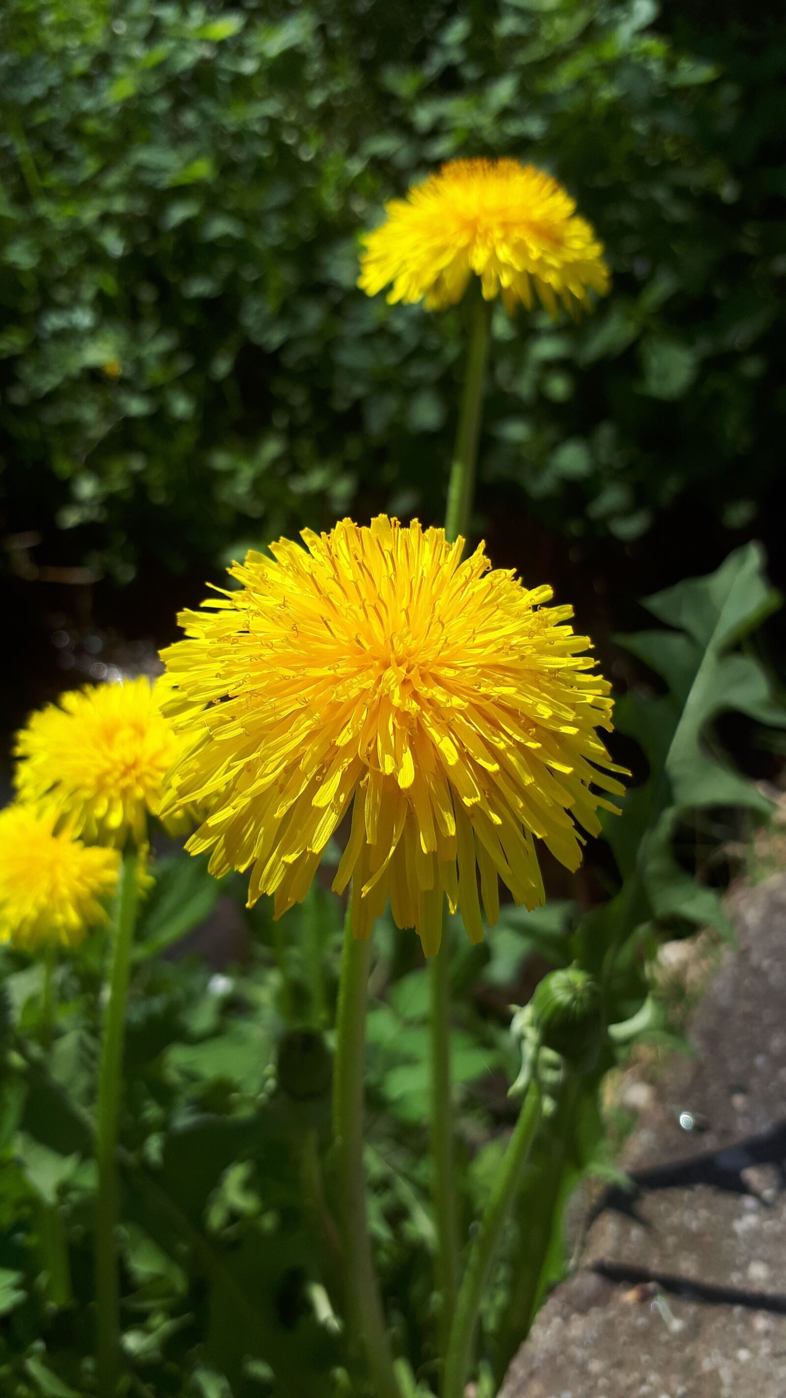 Samsung Galaxy A5(2017) sample photo. Dandelion, flower, yellow photography