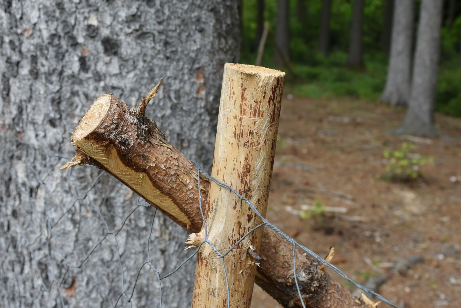 Nikon D7200 sample photo. Wood, tree, stempen photography