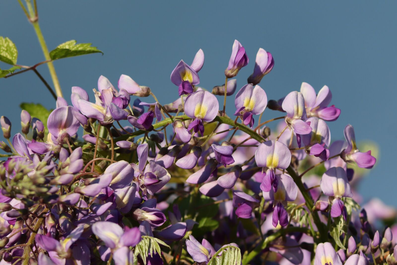Canon EOS 200D (EOS Rebel SL2 / EOS Kiss X9) sample photo. Blue rain, wisteria, climber photography