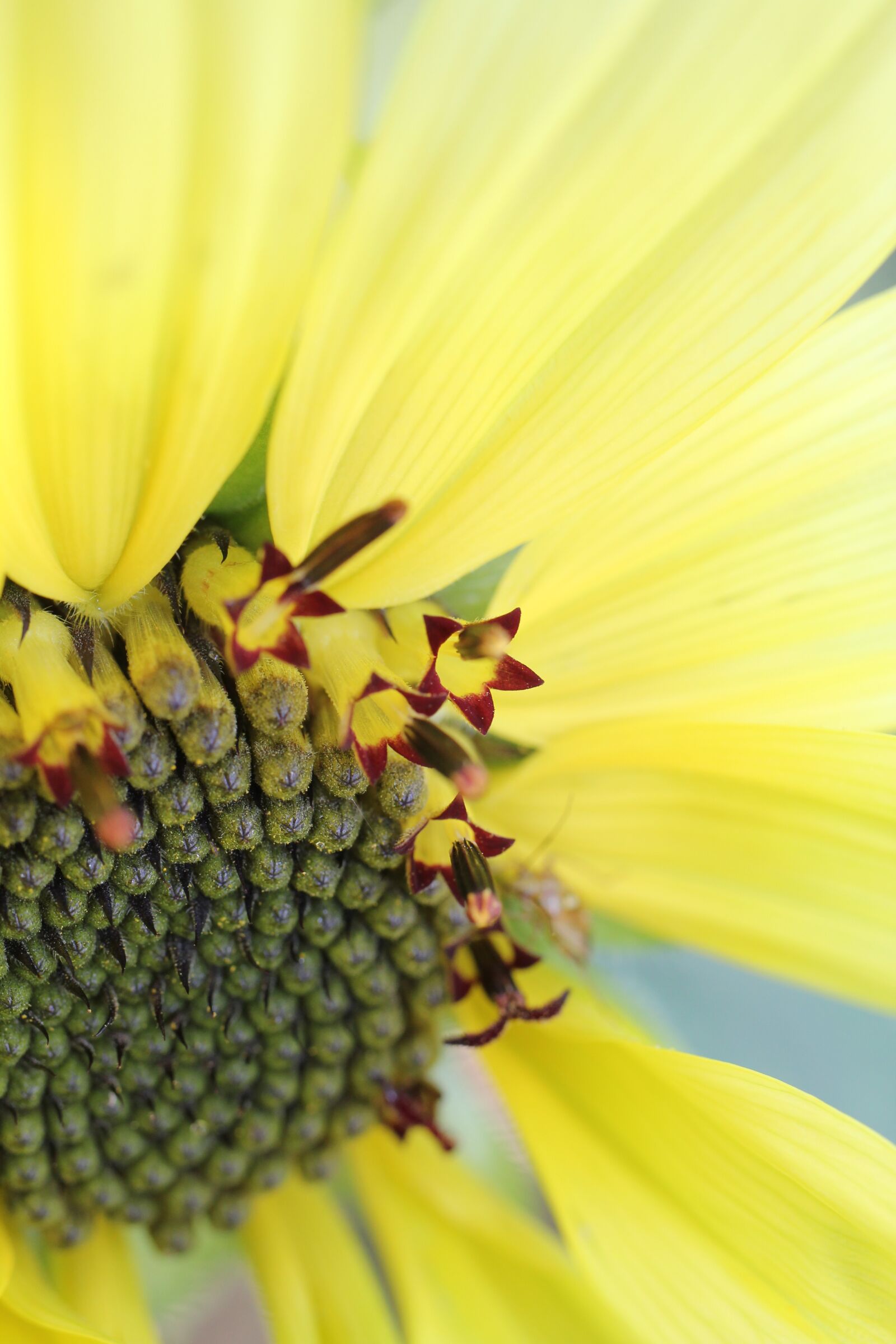 Canon EOS 550D (EOS Rebel T2i / EOS Kiss X4) sample photo. Sunflower, yellow, summer photography