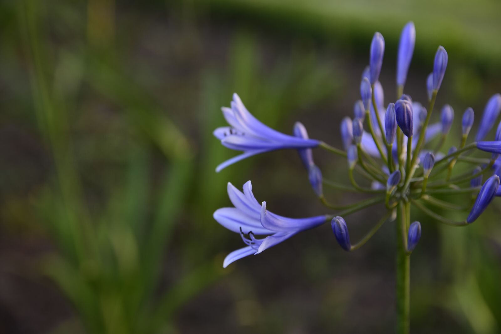 Nikon D7200 sample photo. Violet, nature, park photography