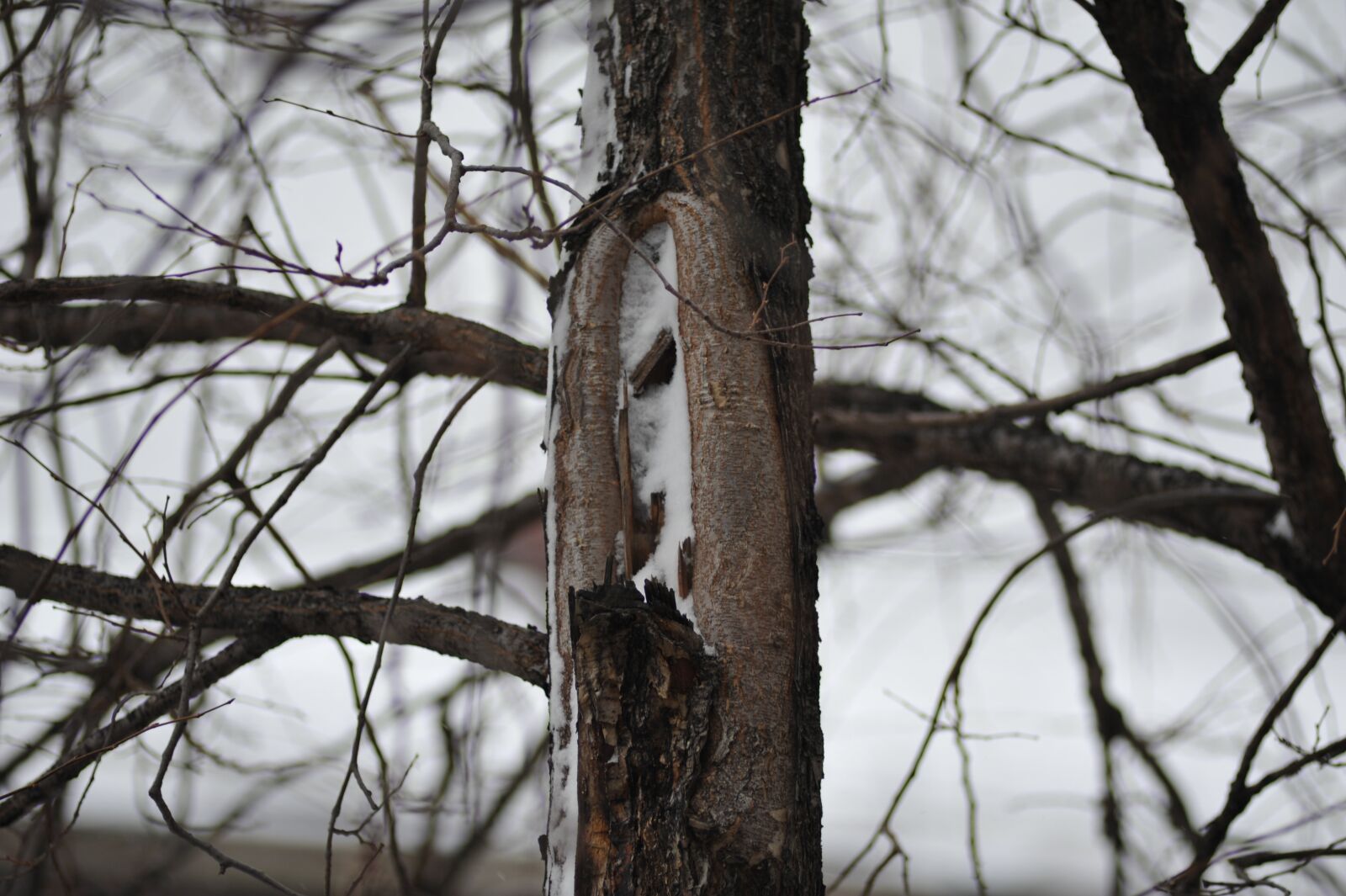 Nikon D700 sample photo. Winter, forest, branch photography