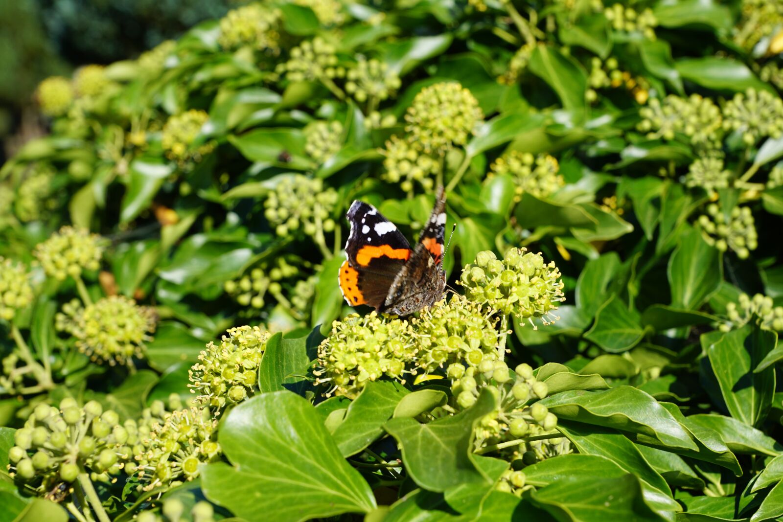 Sony DT 16-50mm F2.8 SSM sample photo. Butterfly, plant, insect photography