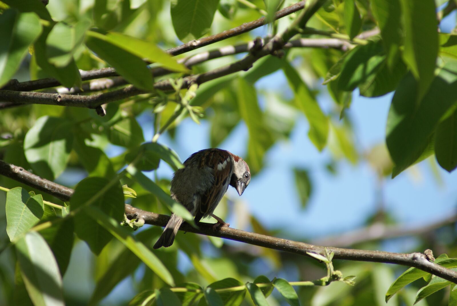 Sony Alpha DSLR-A200 sample photo. The sparrow, gray, brown photography