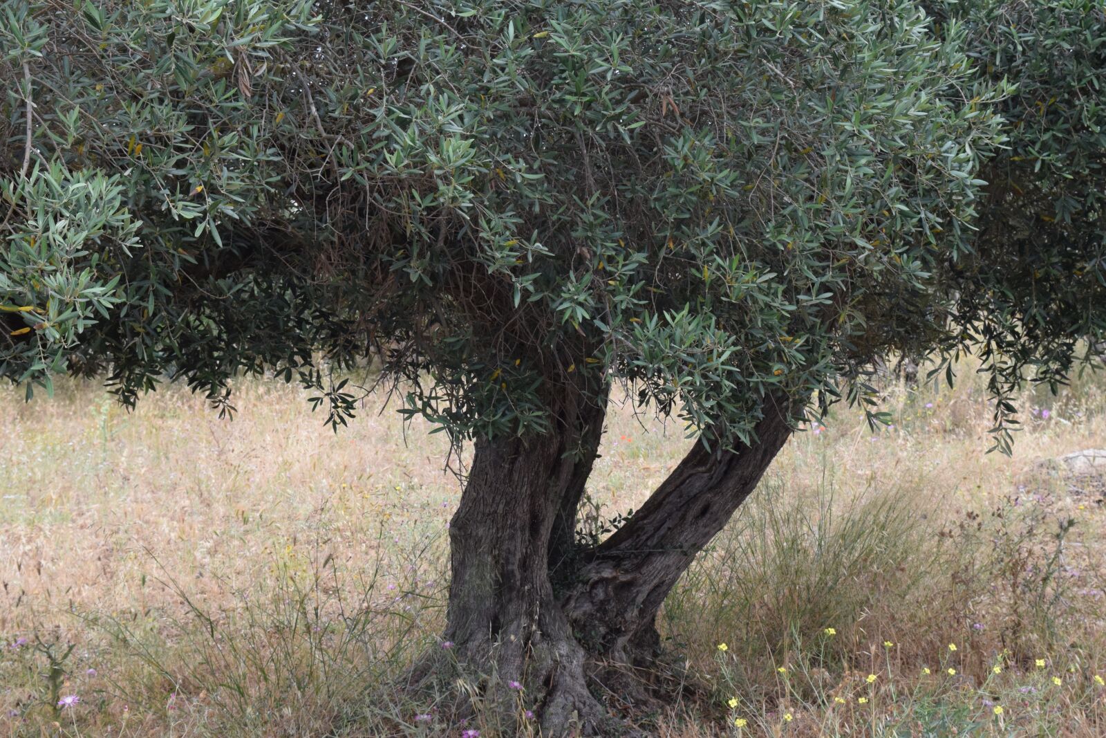 Nikon D3300 sample photo. Olive tree, tree, old photography