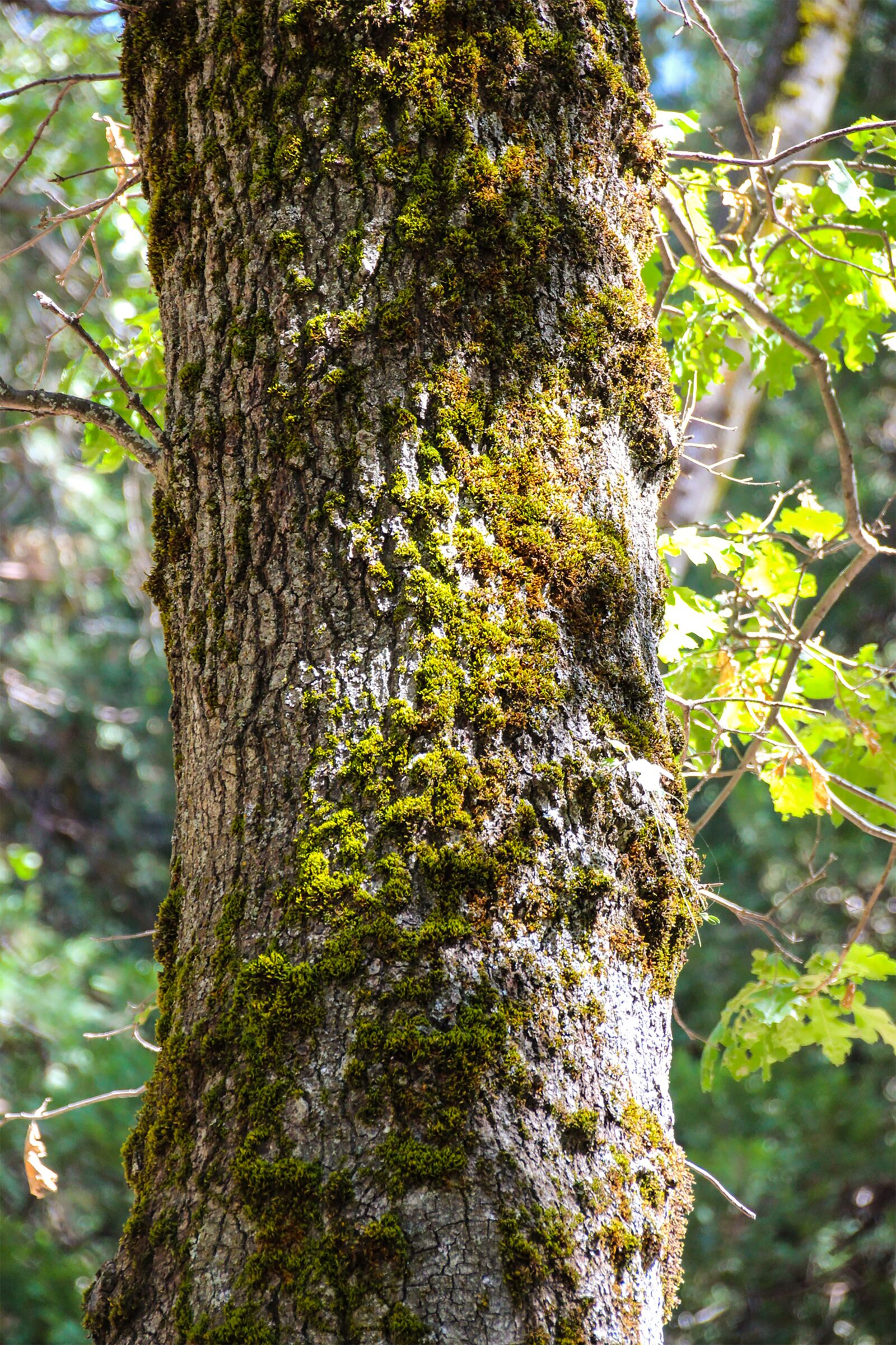 Canon EOS 600D (Rebel EOS T3i / EOS Kiss X5) sample photo. Moss, tree, green photography