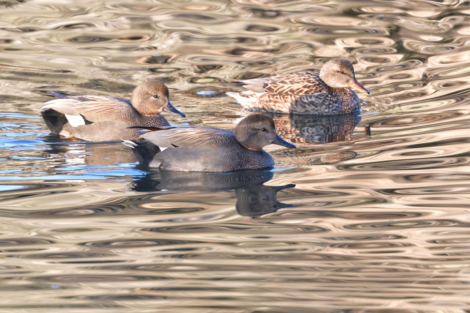Nikon D500 sample photo. Bird, waters, duck photography