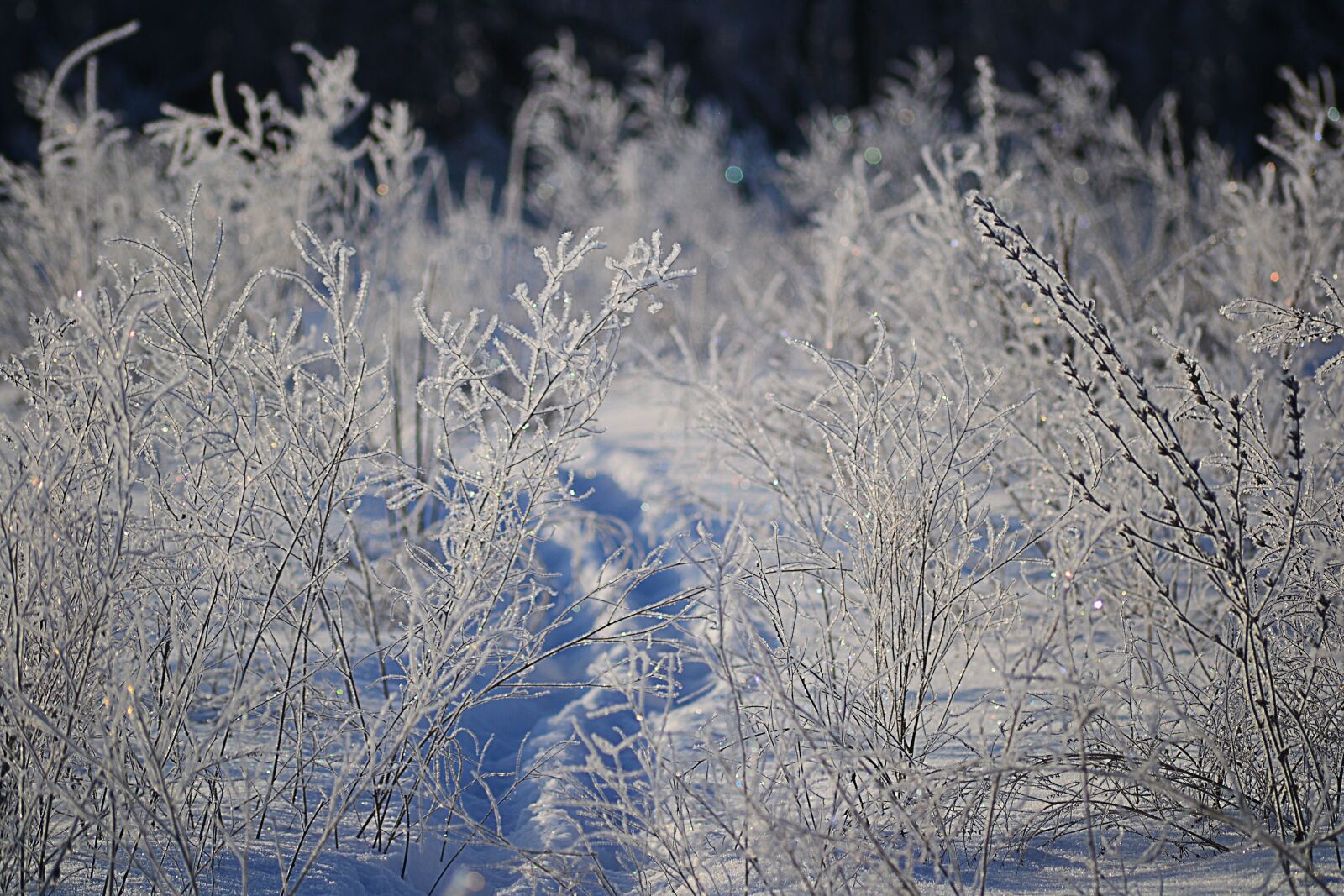 Nikon D3100 sample photo. Winter, rime, trees photography