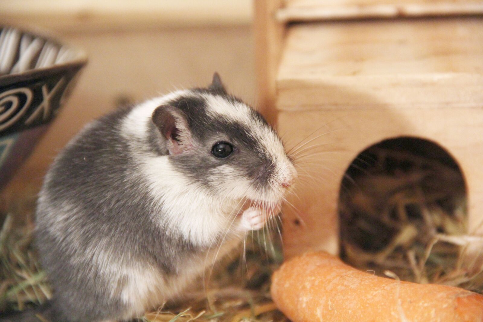 Canon EOS 60D sample photo. Racing mouse, nager, sweet photography