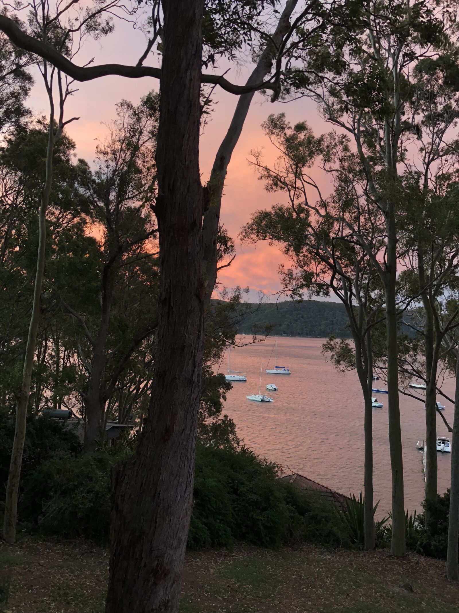 iPhone X back dual camera 4mm f/1.8 sample photo. Tree, landscape, nature photography