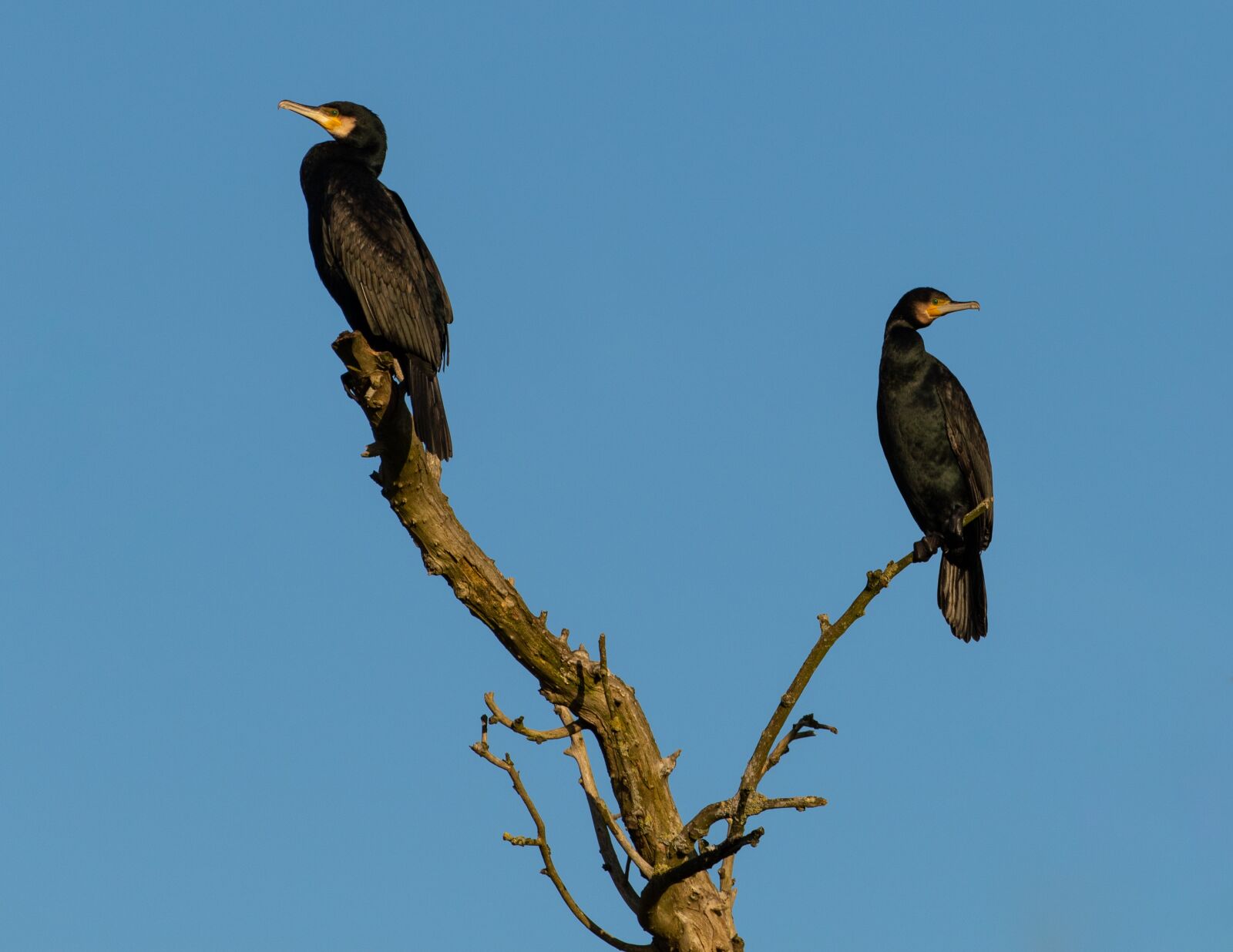Canon EOS 7D Mark II sample photo. Cormorant, roosting, silhouette photography