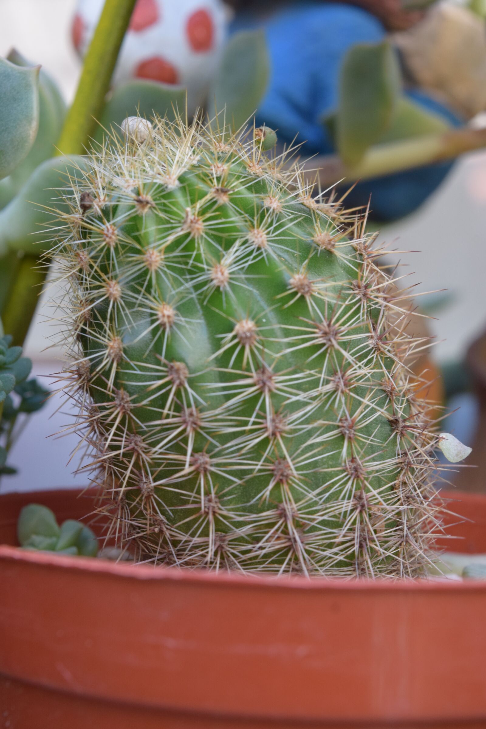 Nikon D3300 sample photo. Cactus, plants, nature photography