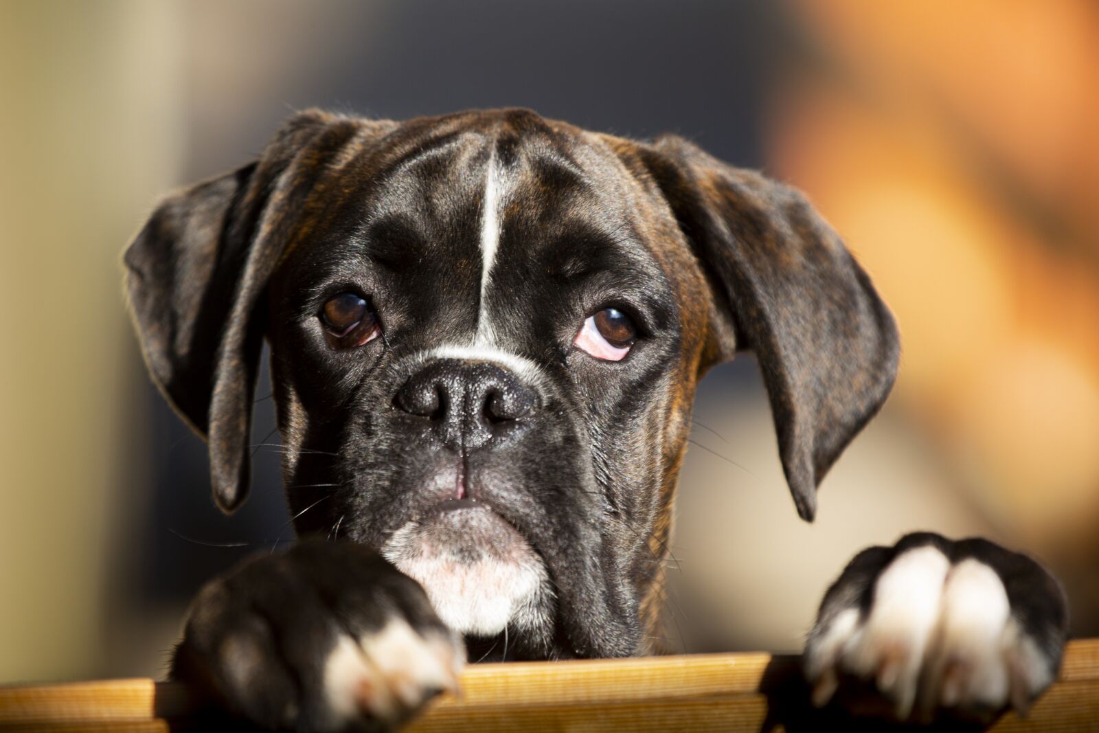 Canon EF 70-200mm F2.8L IS II USM sample photo. Dog, animal, pet photography