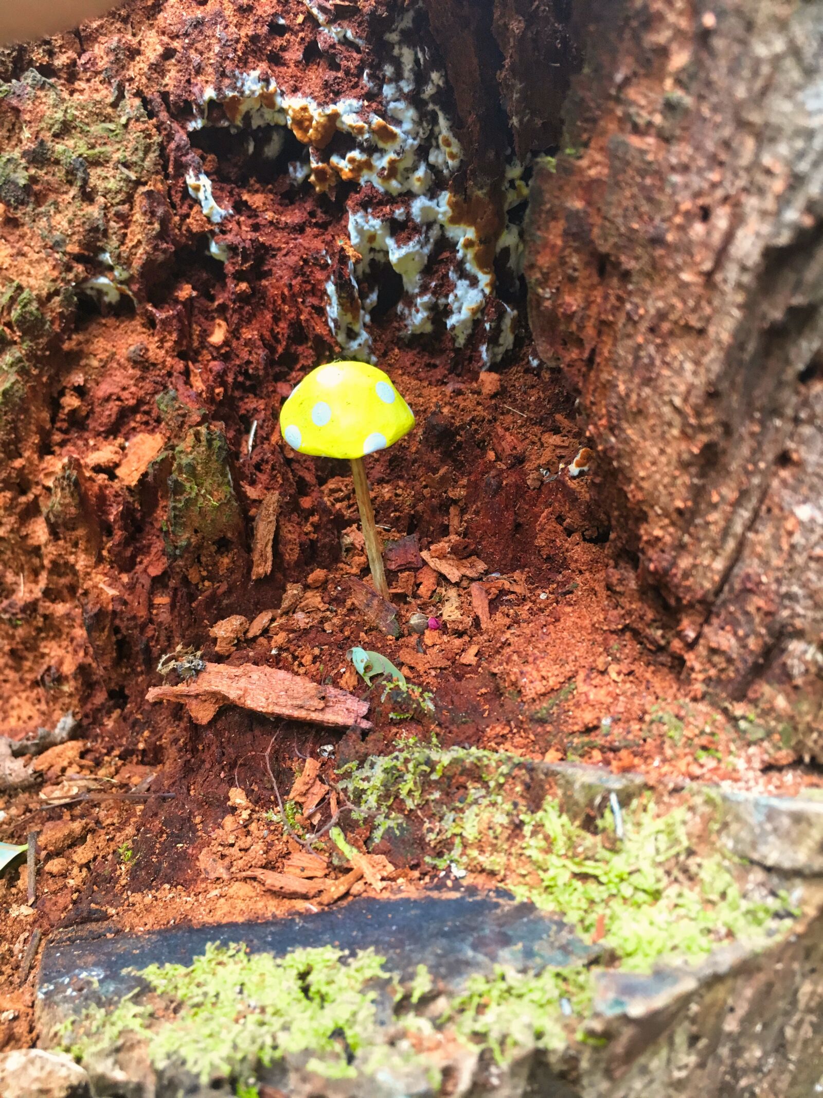 Apple iPhone 6s sample photo. Mushroom, forest, autumn photography