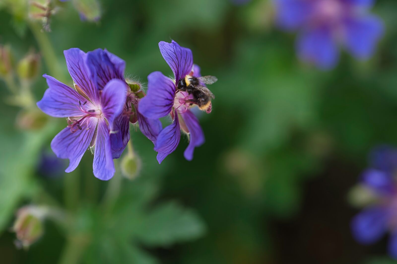 Nikon Nikkor Z 85mm F1.8 S sample photo. Cranesbill, flower, blossom photography