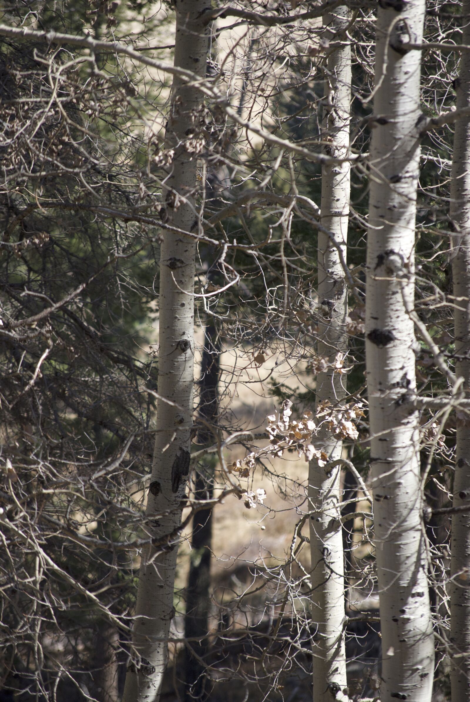 Nikon D40X sample photo. Trees, forest, mood photography