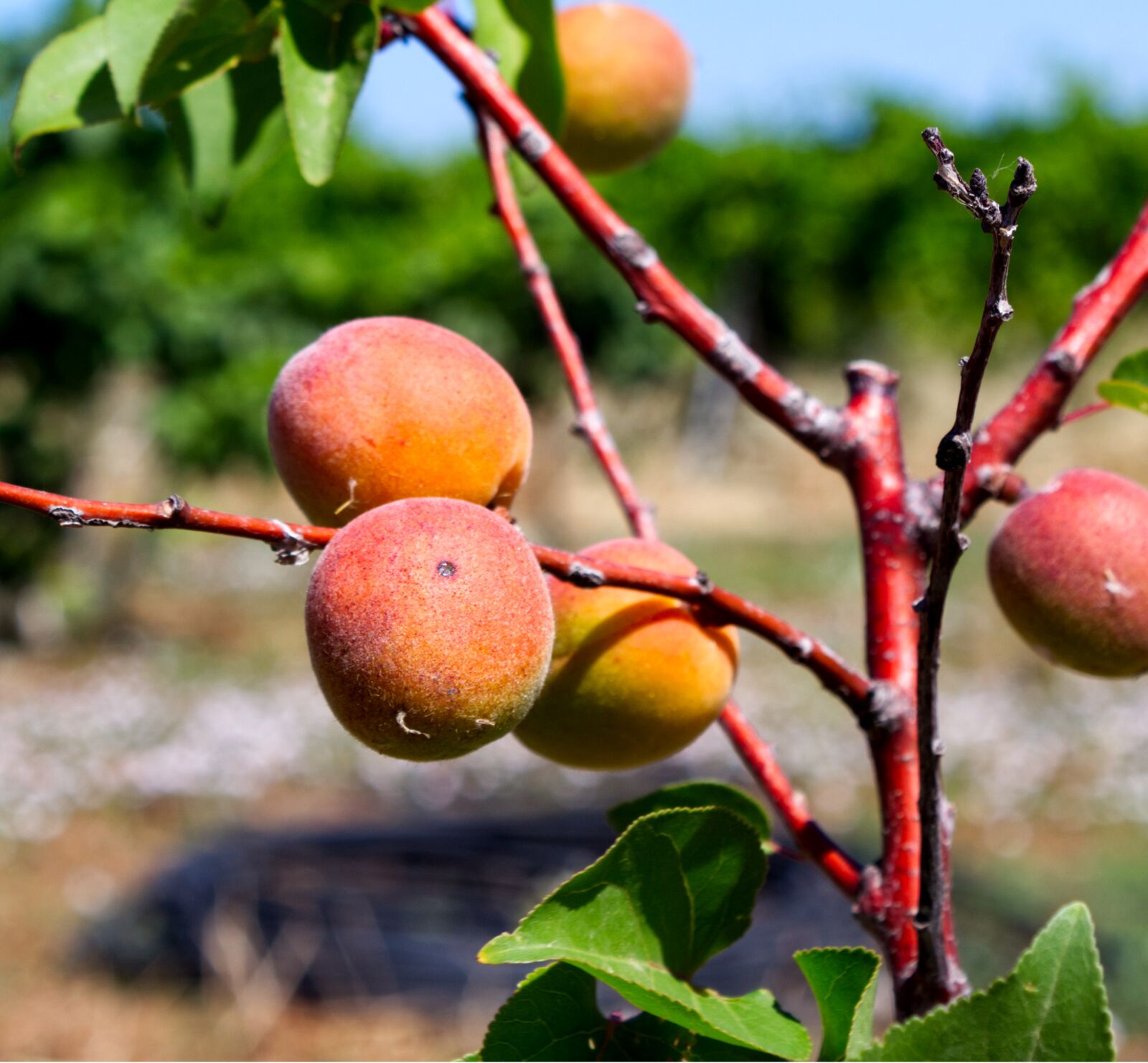 Canon EOS 1300D (EOS Rebel T6 / EOS Kiss X80) sample photo. Apricots, ripe, tree photography
