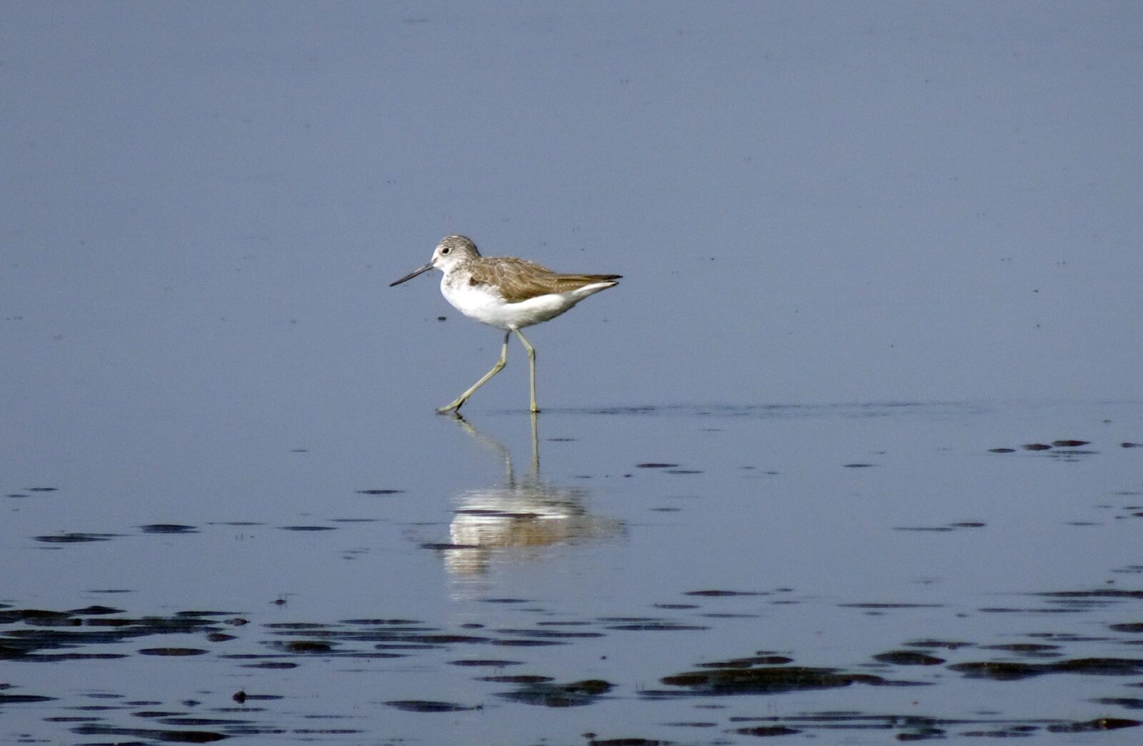 Sony Cyber-shot DSC-HX90V sample photo. Common greenshank, tringa nebularia photography