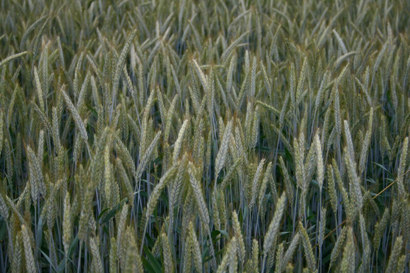 Canon EOS 400D (EOS Digital Rebel XTi / EOS Kiss Digital X) sample photo. Barley, hops, immature photography