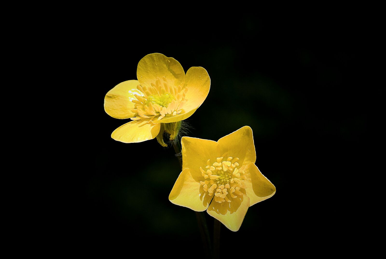 Nikon Coolpix P900 sample photo. Your marigolds, flowers wildflowers photography