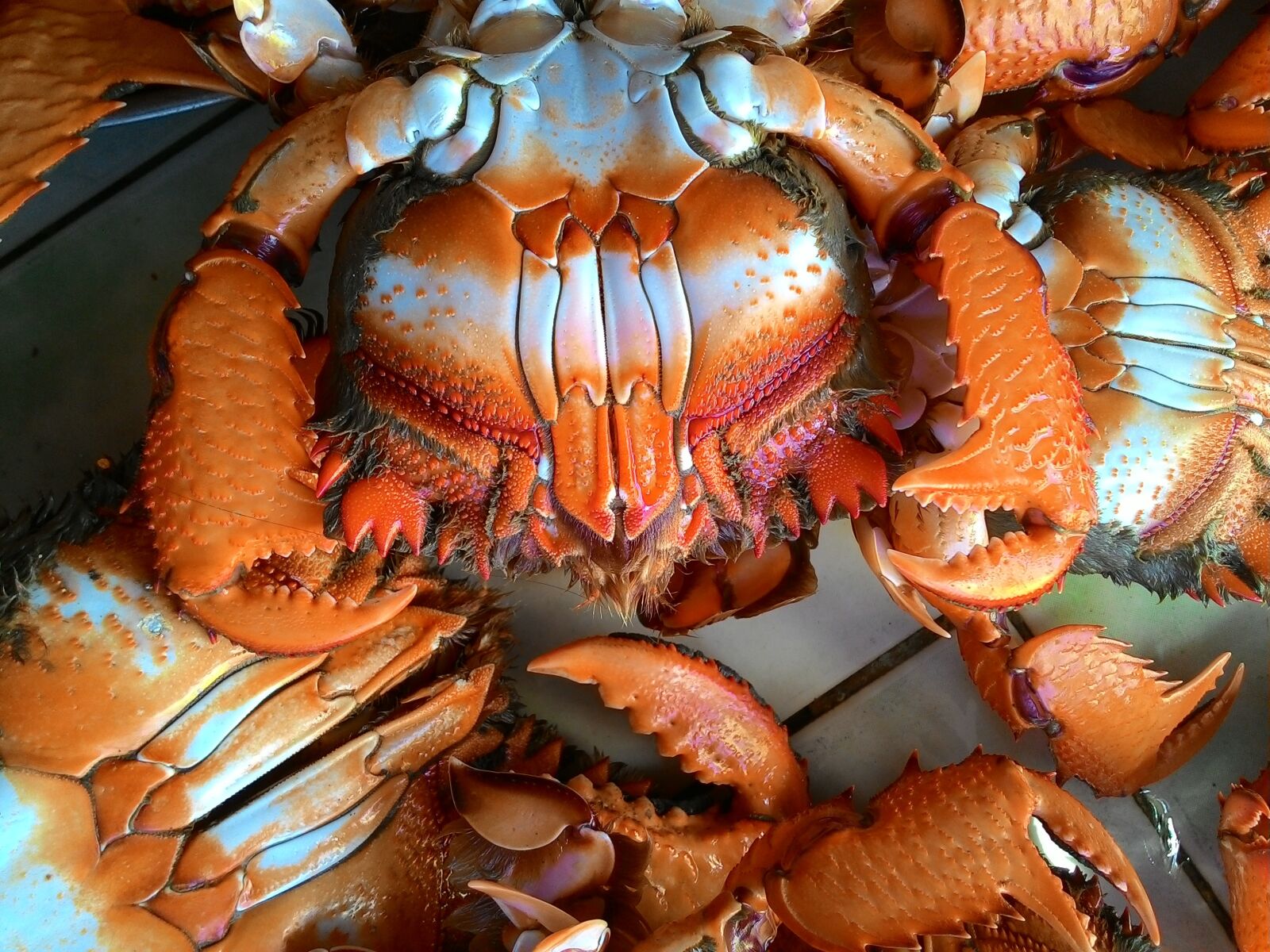 ASUS T00J sample photo. Curacha, crab, market photography