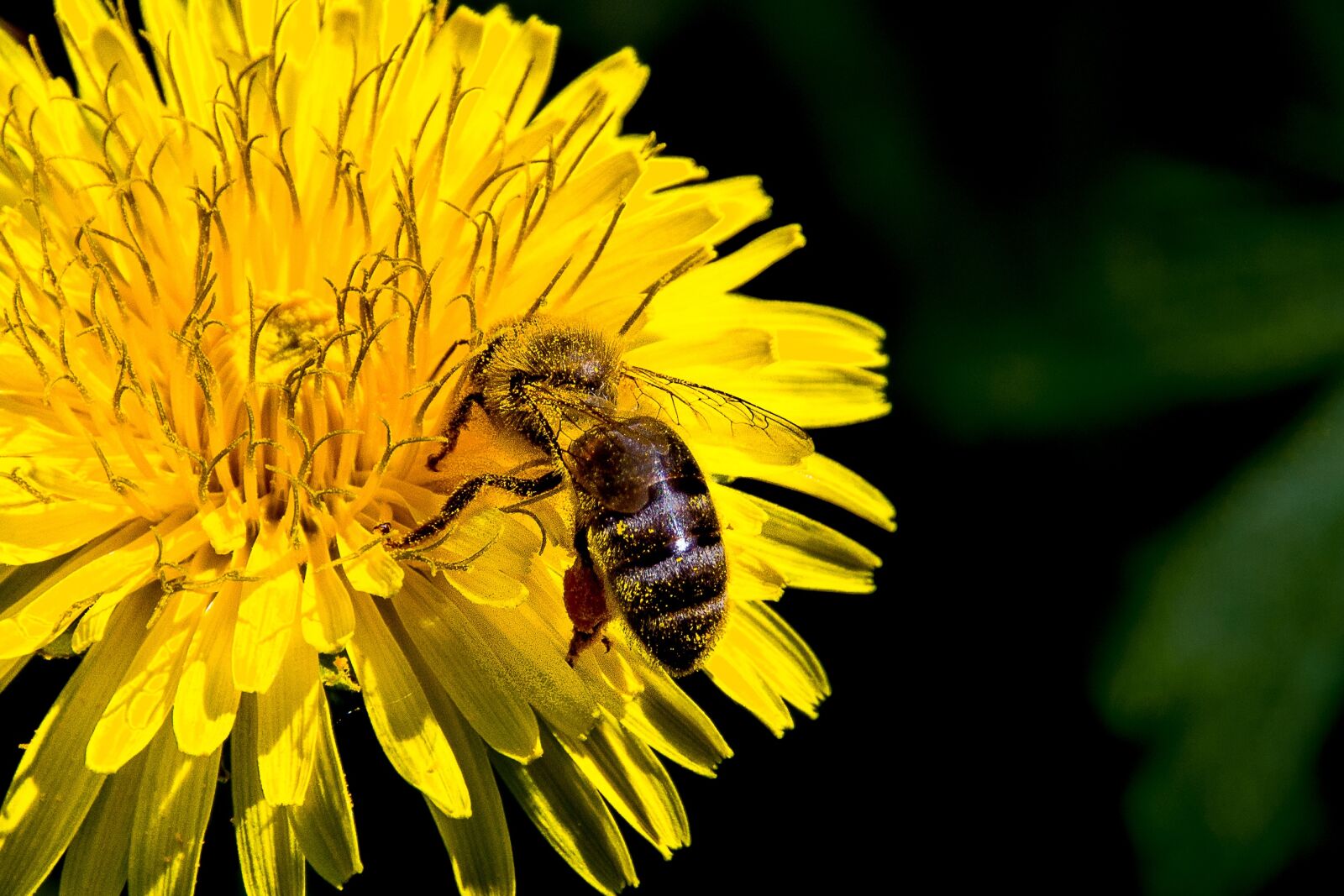 Pentax K-S2 sample photo. Nature, bee, insect photography