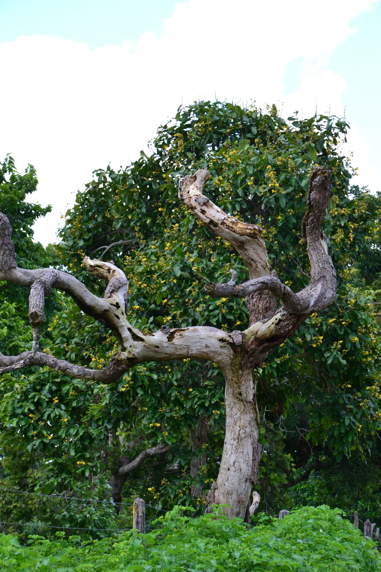 Nikon D3100 sample photo. Tree, dry, landscape photography