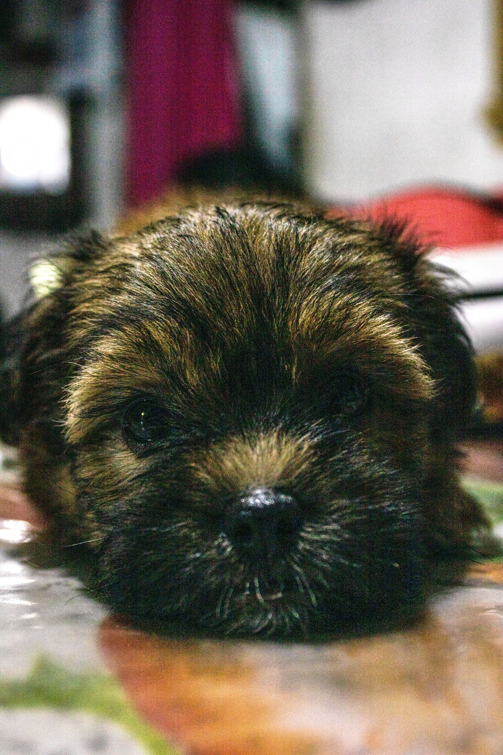 Canon EOS 2000D (EOS Rebel T7 / EOS Kiss X90 / EOS 1500D) sample photo. Shih tzu, puppy, shih photography