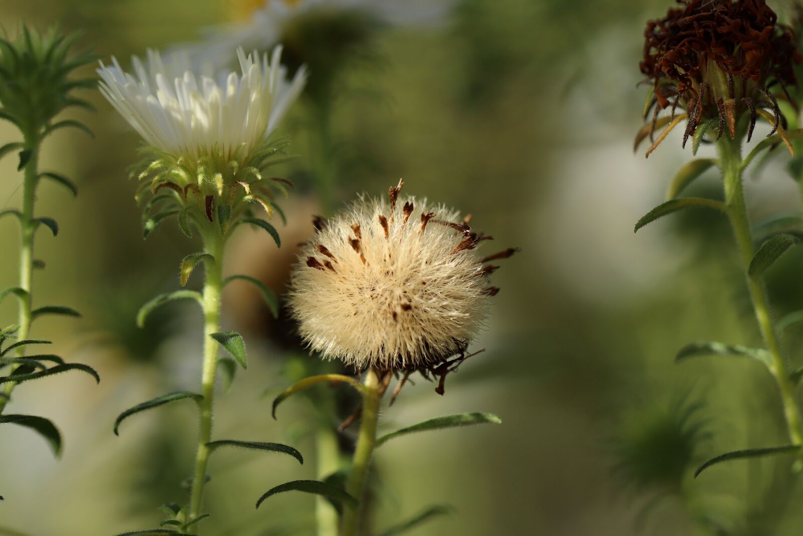 Canon EOS 800D (EOS Rebel T7i / EOS Kiss X9i) sample photo. Asters, aster flower, fr photography